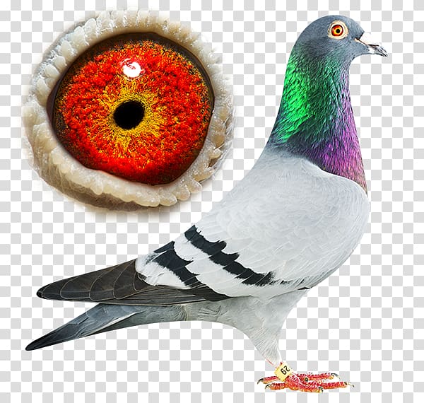 Columbidae Rock dove Homing pigeon Champion (vieux) Oudtshoorn Courant, Usain Bolt transparent background PNG clipart