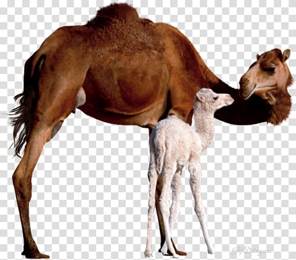 Bactrian camel Dromedary Baby Camels Mother Infant, child transparent background PNG clipart