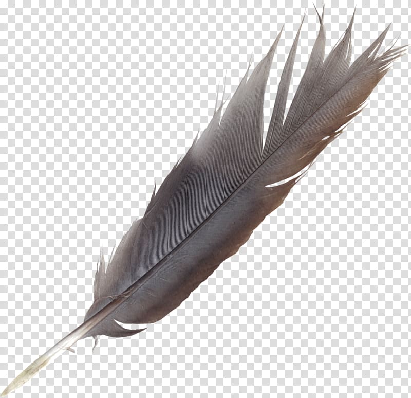 Bird Feather Quill Wing, feather transparent background PNG clipart