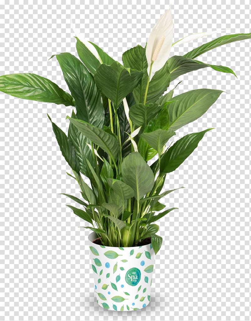 Flowerpot Peace lily Houseplant Strelitzia reginae, spa products transparent background PNG clipart