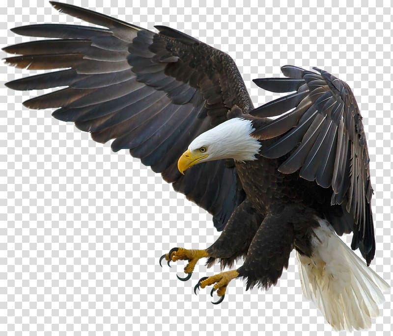 Bald Eagle Bird Desktop High-definition television, Bird transparent background PNG clipart