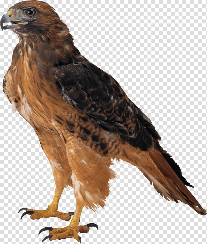 brown eagle , Eagle , Eagle transparent background PNG clipart