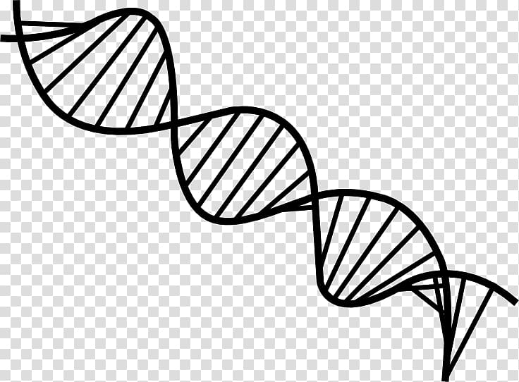 The Double Helix: A Personal Account of the Discovery of the Structure of DNA Nucleic acid double helix , biology transparent background PNG clipart