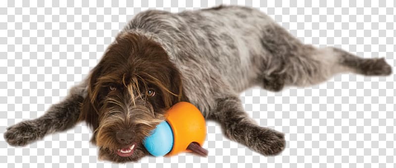 Wirehaired Pointing Griffon Dog Toys Cat Puppy, pet toys transparent background PNG clipart