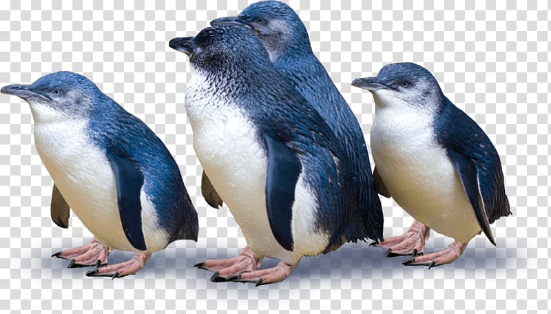 Dunedin Otago Peninsula Blue Penguins Pukekura Blue Penguins Pukekura, penguins transparent background PNG clipart