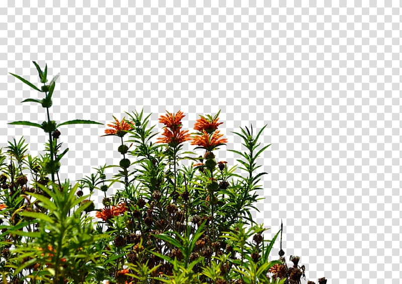 Wildflower , nursery transparent background PNG clipart