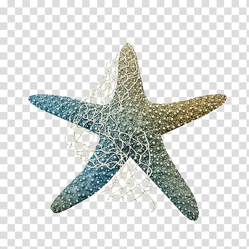 Starfish , Colorful starfish transparent background PNG clipart