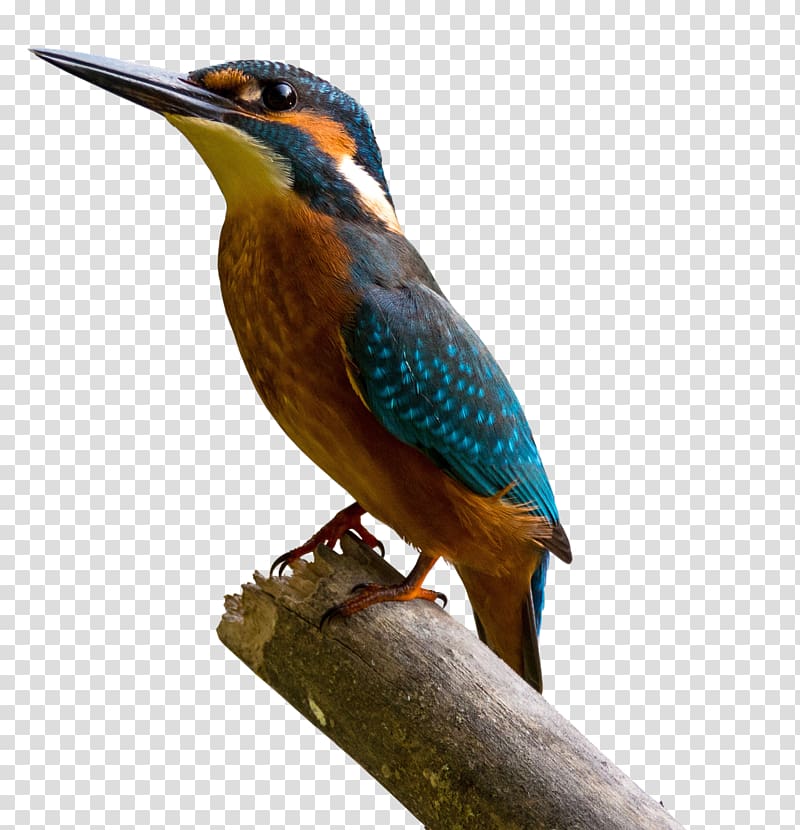 Common Kingfisher Painting Art, painting transparent background PNG clipart