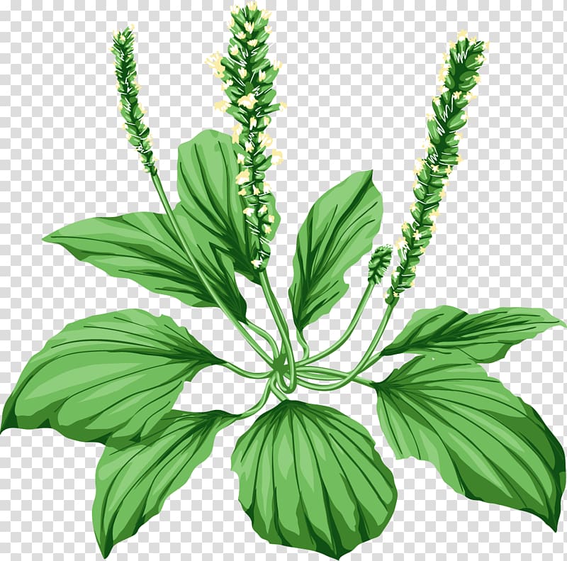 Broadleaf plantain Medicinal plants Herbaceous plant Surowiec zielarski, plants transparent background PNG clipart