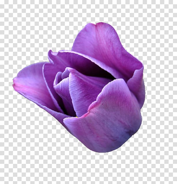 Flower Purple Tulipa gesneriana Violet Lilac, purple rose transparent background PNG clipart