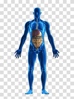 Human Body Organ Muscle Cartoon Human Body Transparent Background
