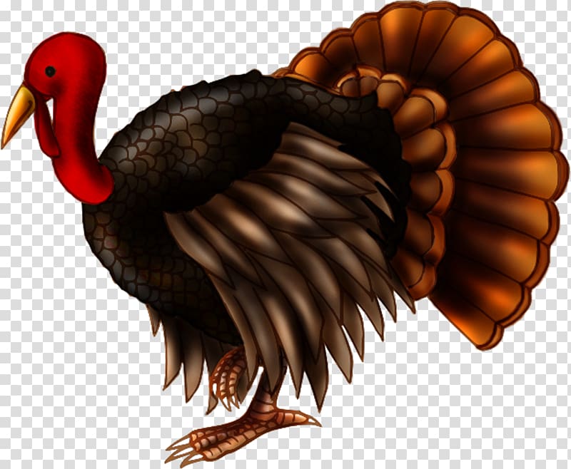 Turkey Phasianidae Drawing Desktop , turkey transparent background PNG clipart