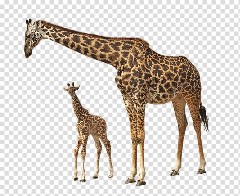 Rothschild\'s giraffe Felidae , Giraffe transparent background PNG clipart