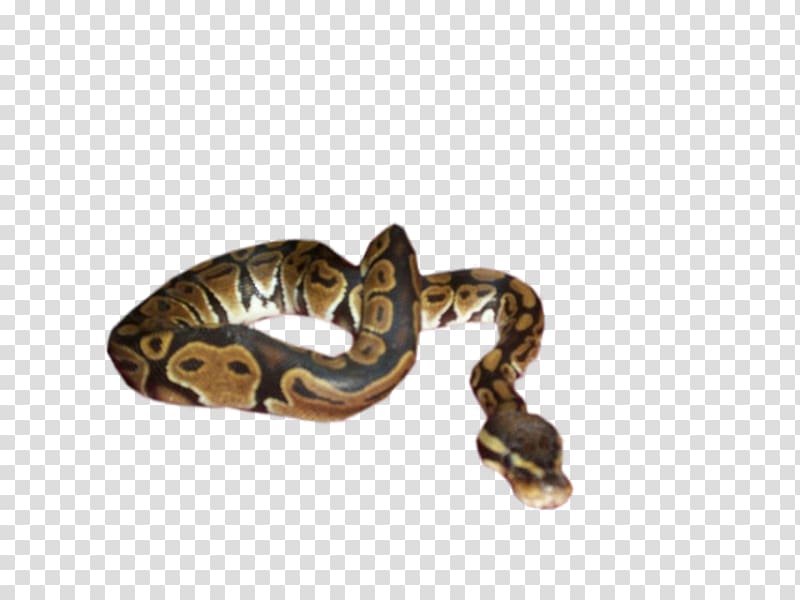 Boa constrictor Jewellery Boas, snake transparent background PNG clipart