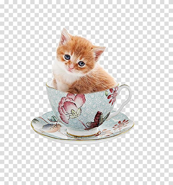 orange tabby kitten on teacup , Kitten Pink cat Whiskers, Cute kitten transparent background PNG clipart