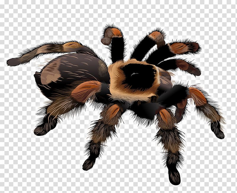 Featured image of post How To Draw A Cute Tarantula The body for all of these cute characters is basically the same