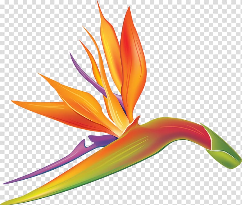 orange, red, and purple bird's of paradise flower art, Drawing Lobster-claws, Hand-painted Strelitzia transparent background PNG clipart