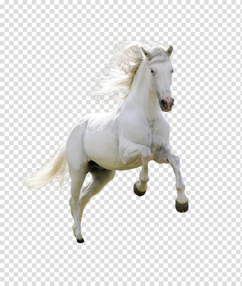Horse , Product physical running horse transparent background PNG clipart