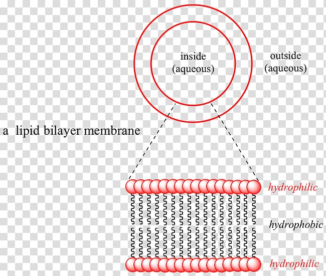 Lipid bilayer Intermolecular force Chemistry Molecule, others transparent background PNG clipart