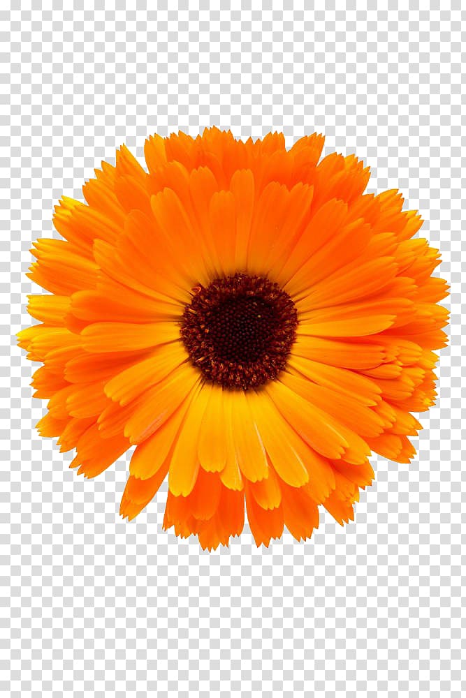 marigold close transparent background PNG clipart