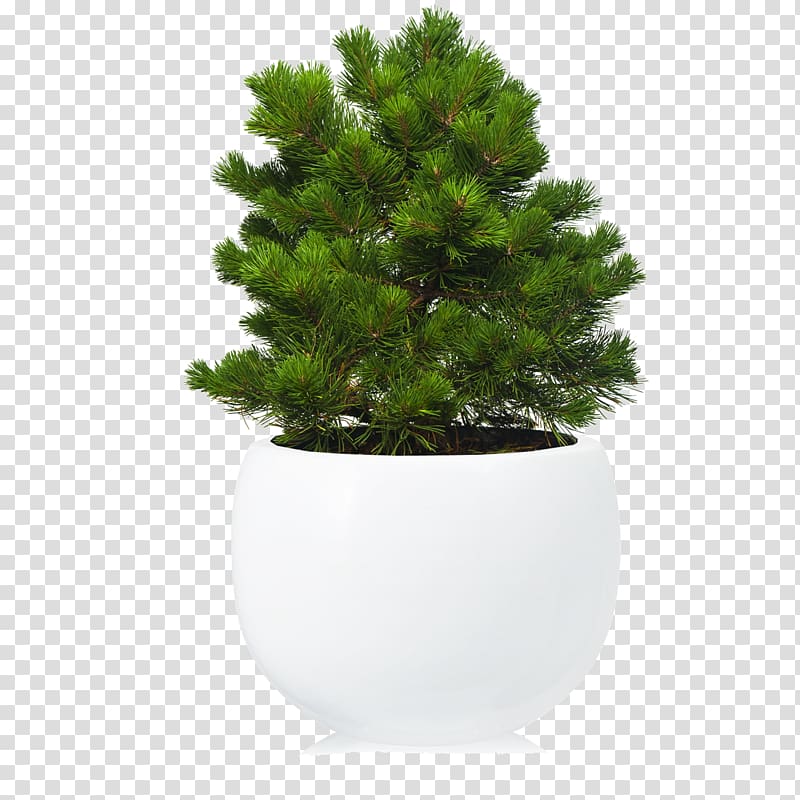 Fir Mountain pine Conifers Bonsai, Pinus Contorta transparent background PNG clipart