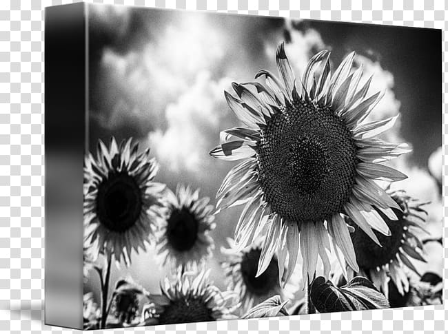 Still life Desktop , sunflower white transparent background PNG clipart