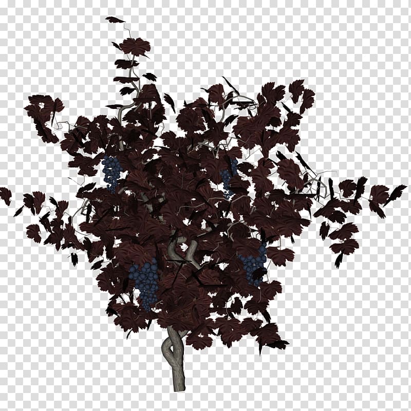 Kyoho Wine Grape Vine , grape vine transparent background PNG clipart