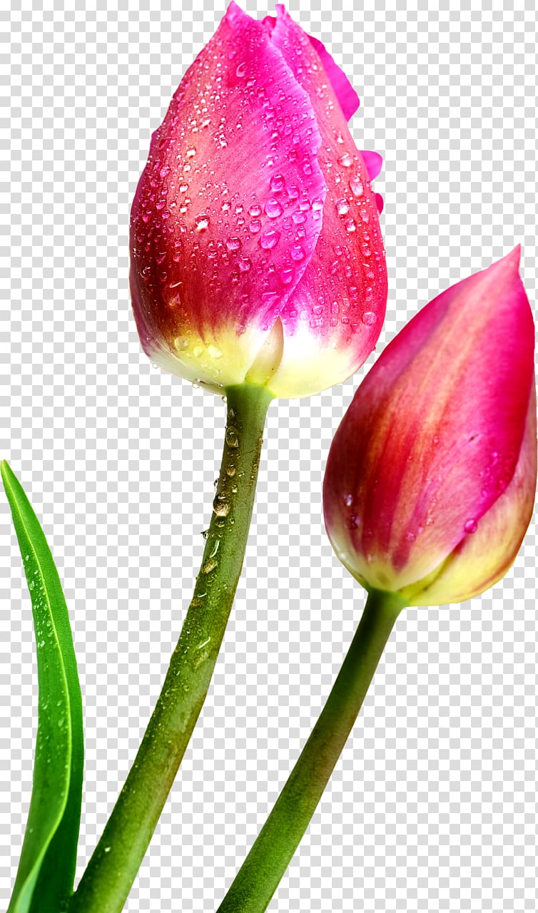 Fototapet Flower Paper Tulip , flower transparent background PNG clipart