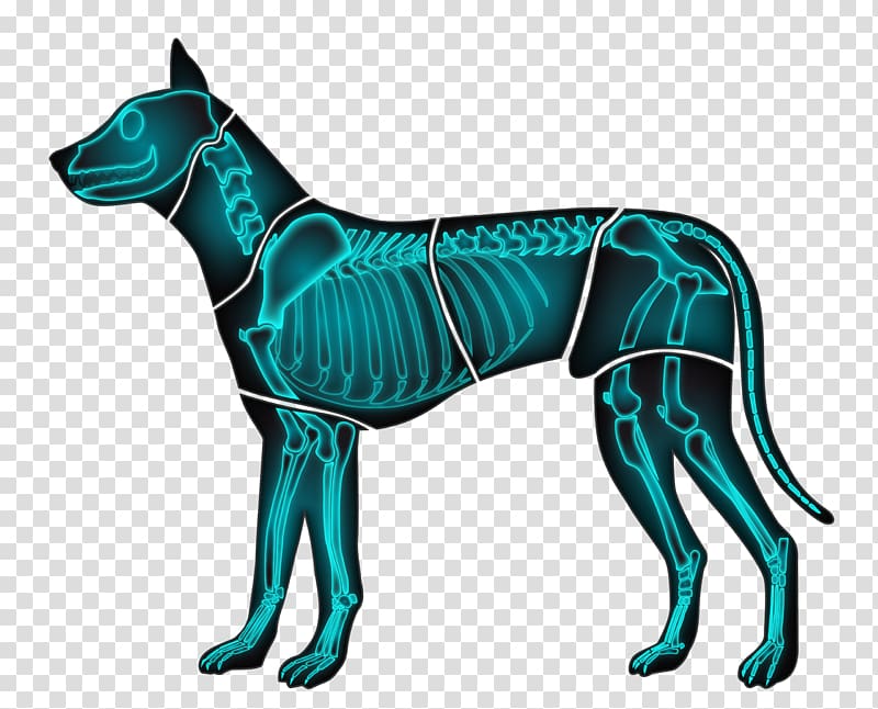 Italian Greyhound Dog breed Great Dane Whippet Korean Jindo, Veterinary transparent background PNG clipart