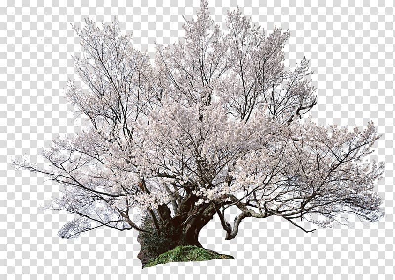 National Cherry Blossom Festival Shrub, Japanese cherry tree transparent background PNG clipart