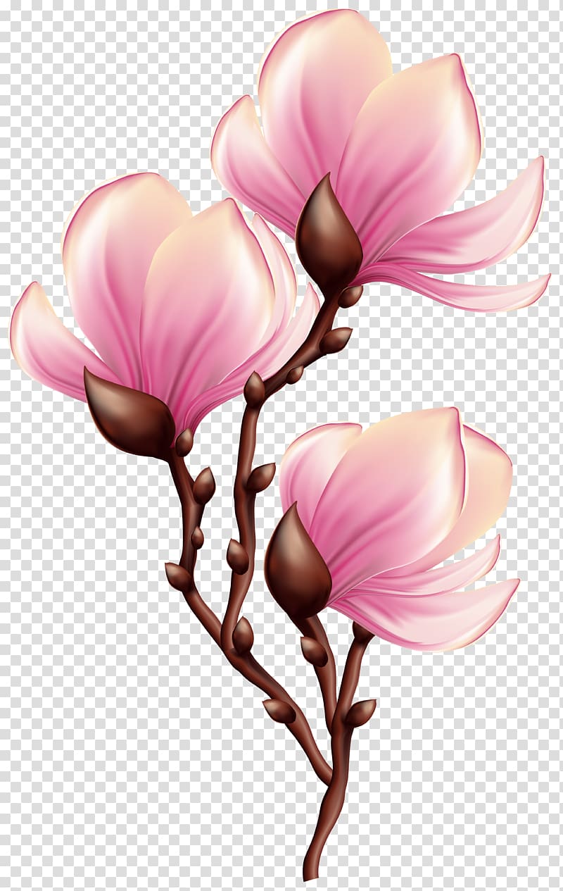 pink petaled flowers , Blossom , Beautiful Blooming Branch transparent background PNG clipart