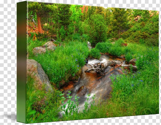 Fluvial landforms of streams Landscaping Riparian zone Water resources, mountain stream transparent background PNG clipart