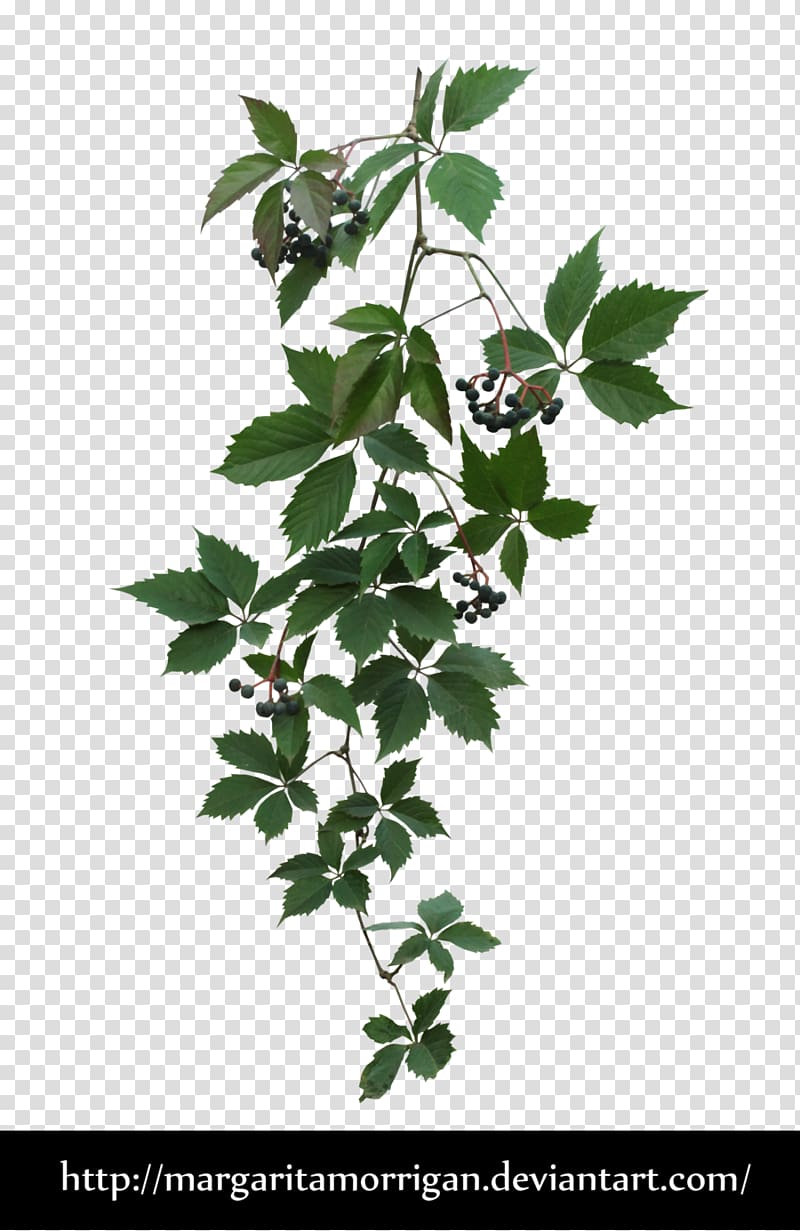 black berries with leaves, Parthenocissus tricuspidata Virginia creeper Plant, vines transparent background PNG clipart