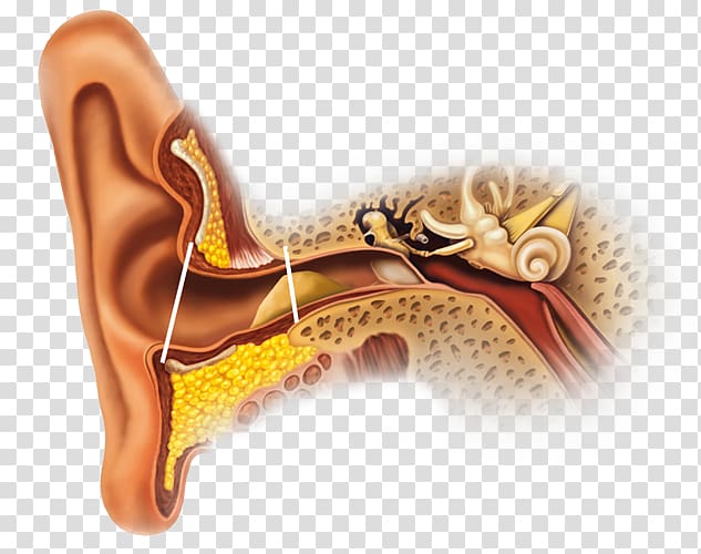 Earwax Ear canal Gland Secretion, ear transparent background PNG clipart
