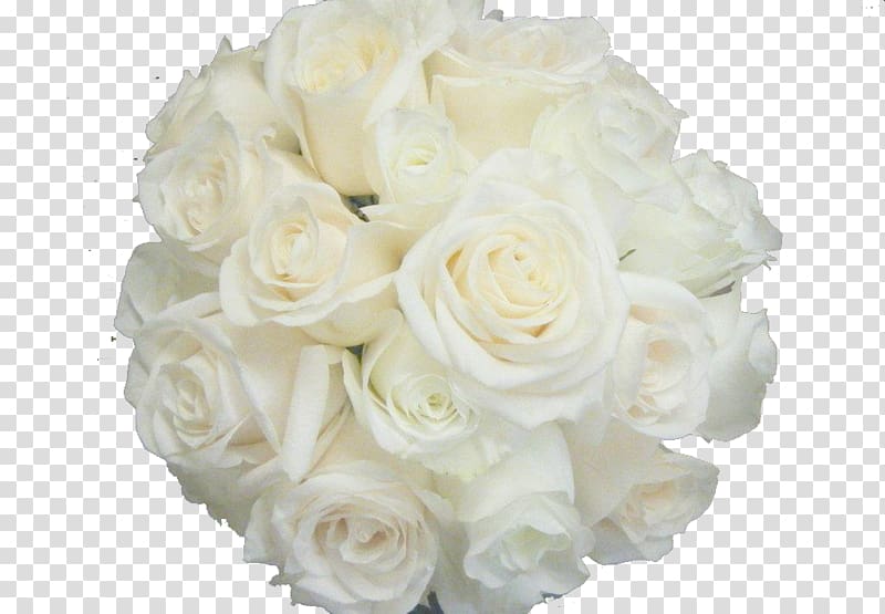 bouquet of white petaled flowers, Garden roses Beach rose Centifolia roses Flower White, Bouquet of white roses background material transparent background PNG clipart