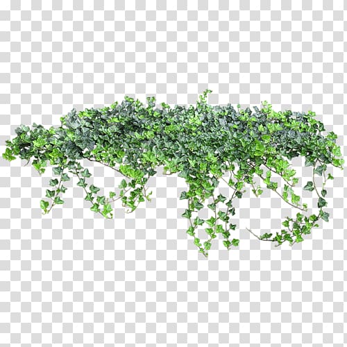 Ivy, others transparent background PNG clipart