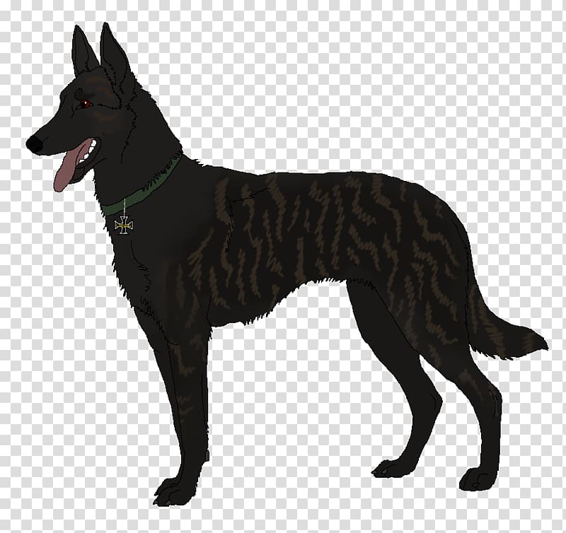 Dog breed Tervuren Belgian Shepherd Australian Kelpie Kunming wolfdog, dutch shepherd transparent background PNG clipart