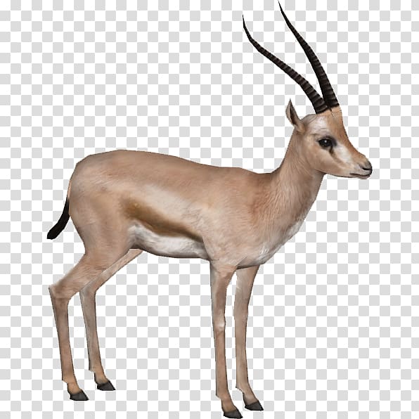 Rhim gazelle Antelope Impala, Gazelle HD transparent background PNG clipart