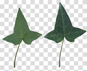 Plant Leaf, leaf texture transparent background PNG clipart thumbnail