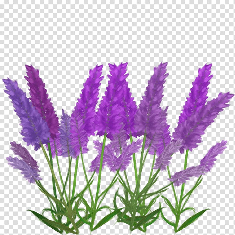English lavender French lavender Aquarium, Fool If transparent background PNG clipart