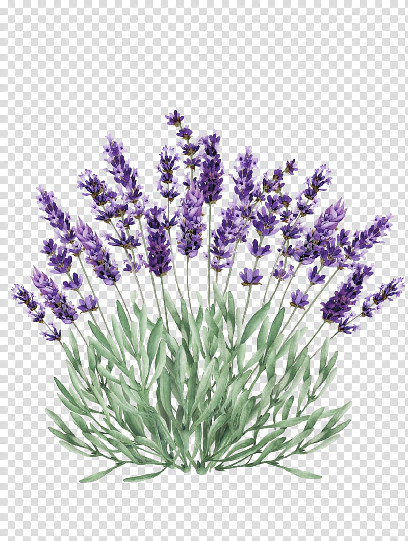 Lavender Portable Network Graphics Illustration graphics, hydrangea kebiruanungu transparent background PNG clipart