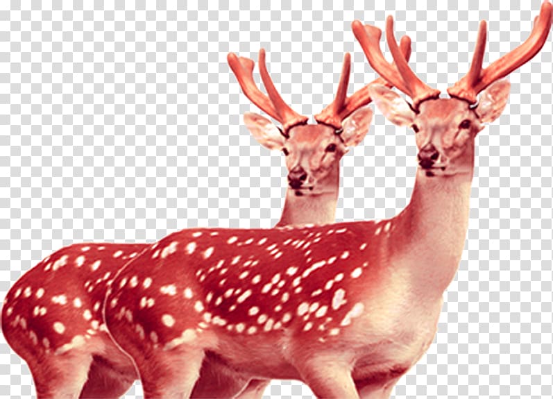 Formosan sika deer Tiger, HD red deer landscape transparent background PNG clipart