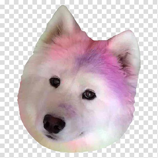 American Eskimo Dog Dog breed Canadian Eskimo dog Samoyed dog Japanese Spitz, puppy transparent background PNG clipart