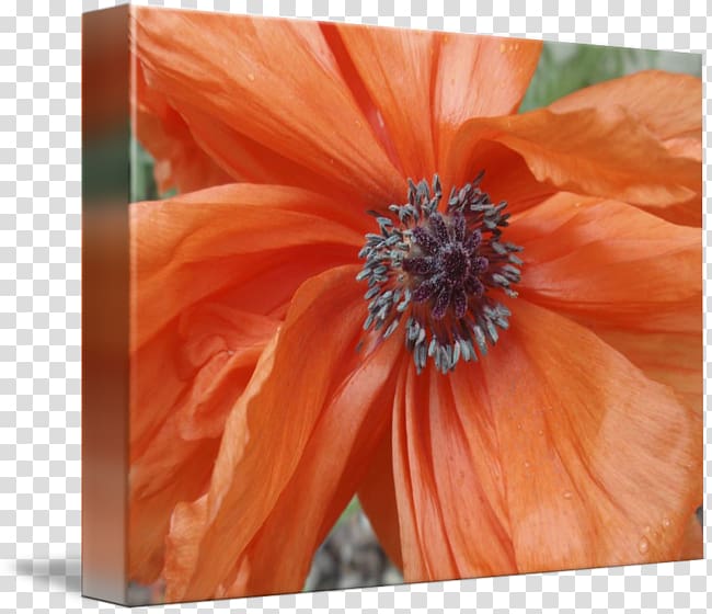 Transvaal daisy Close-up Wildflower, Achor transparent background PNG clipart