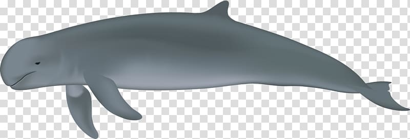 Common bottlenose dolphin Porpoise Tucuxi River dolphin Irrawaddy dolphin, dolphin transparent background PNG clipart