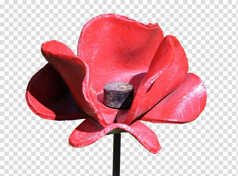 Poppy Widecombe-in-the-Moor First World War Blood Swept Lands and Seas of Red In Flanders Fields, poppy transparent background PNG clipart