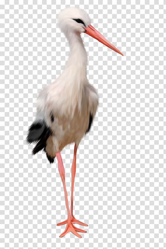 Stork transparent background PNG clipart