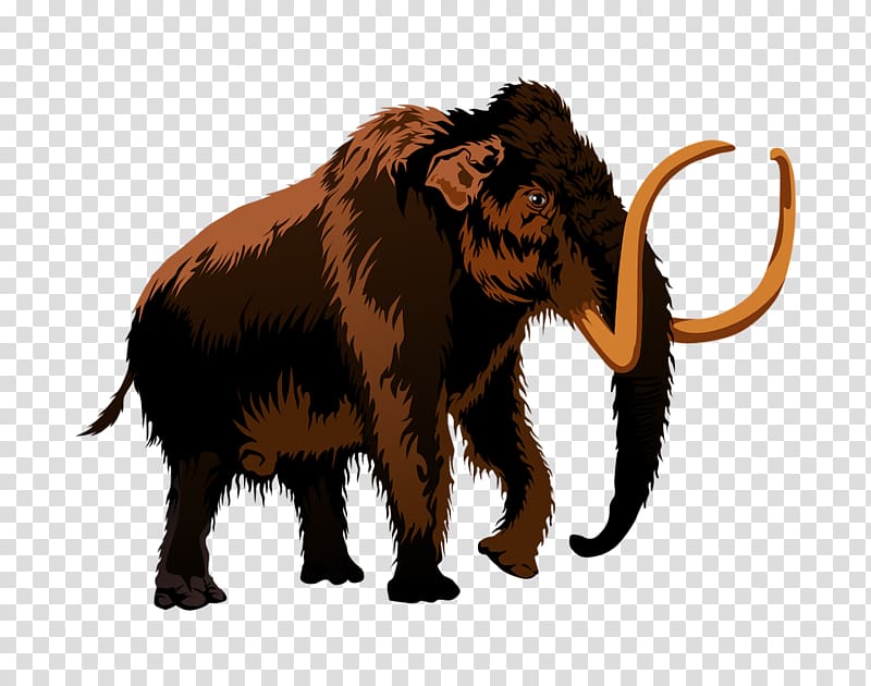 African elephant Indian elephant Woolly mammoth , mammoth transparent background PNG clipart