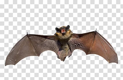 brown bat, Bat transparent background PNG clipart