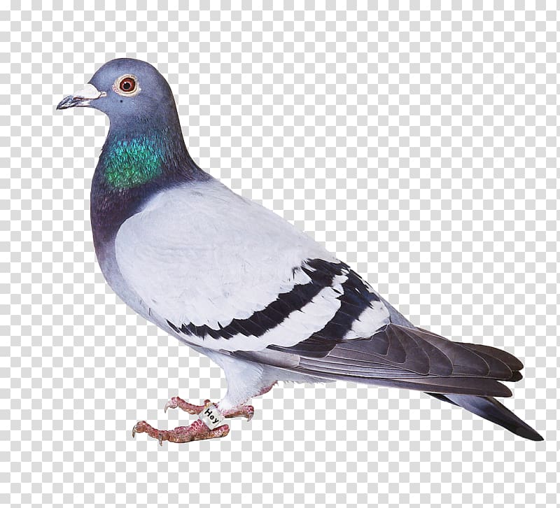 Bird Spikes Homing pigeon Columbidae Bird Problems, pigeon transparent background PNG clipart